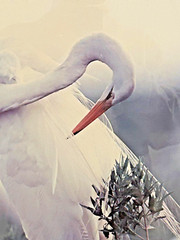Thomas Mangelsen White Lace – Egret Rabbit Island LA Ltd. Ed. Out of Print