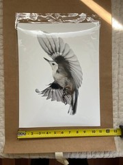 Paul Nelson Photograpy, Wild Birds Flying, White-Breasted Nuthatch