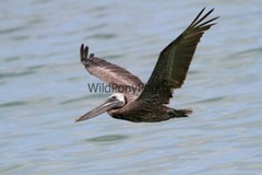 Brown Pelican Photo, Pick One Image – Various Sizes