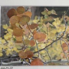 Set of 3 – Fall Colors in Leadville, Colorado Photography Print – Signed Matted