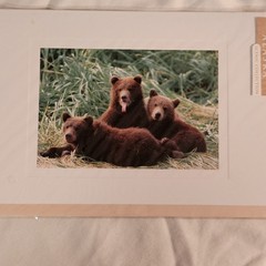 (3)Signed Tom Soucek Polar Bear Cub Photograph Anchorage Alaska (2) Walker/Bushu