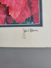 Photography Print By John T Slonina Matted 8×10 «Snow Leaves»-Read Description