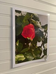 Garden Rose #8 – landscape photograph 8.5×11