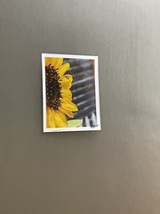 Agapostemon’s Tears Of Perspiration, Minute #3- Contemporary Photograph