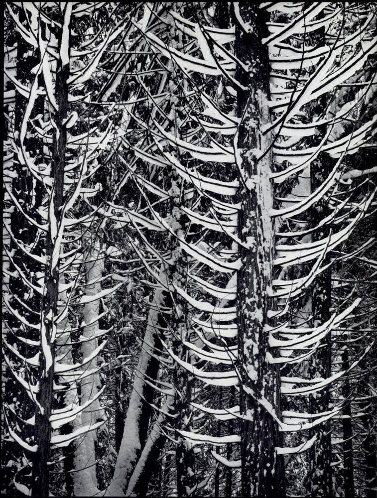 1959 Ansel Adams Winter Forest Snowy Yosemite Valley National Park Art Photo