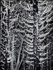 1959 Ansel Adams Winter Forest Snowy Yosemite Valley National Park Art Photo