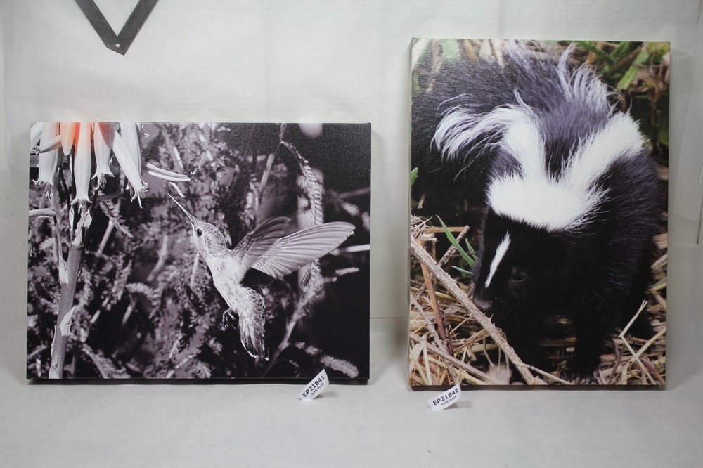 hummingbird in flight canvas 16×12 wildlife photo E. Barton Photography EPS21841