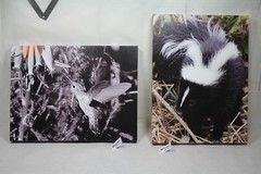 hummingbird in flight canvas 16×12 wildlife photo E. Barton Photography EPS21841