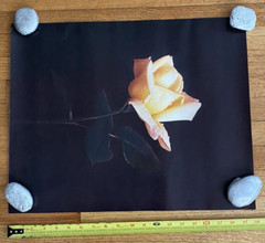 Large Yellow Flower Art Print Original Vintage 1980’s 16″X 21″