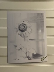 Sunflower #11 – landscape photograph 8.5×11