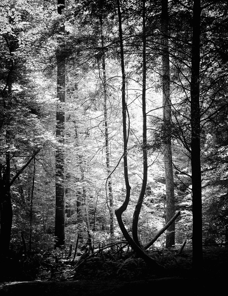 LANDSCAPES 8.5×11 or 13X19 BORDERLESS GLOSSY PRINT (FREE SHIPPING)