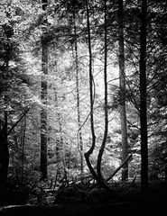 LANDSCAPES 8.5×11 or 13X19 BORDERLESS GLOSSY PRINT (FREE SHIPPING)