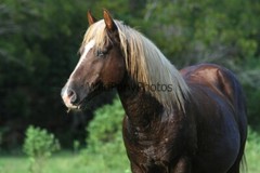 Chincoteague Pony Photo – Stallion Surfer Dude – Pick One Image -Various Sizes