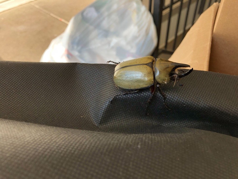 Dynastes tityus – Rhinoceros Beetle 4X6″ Photograph Copy Georgia A1