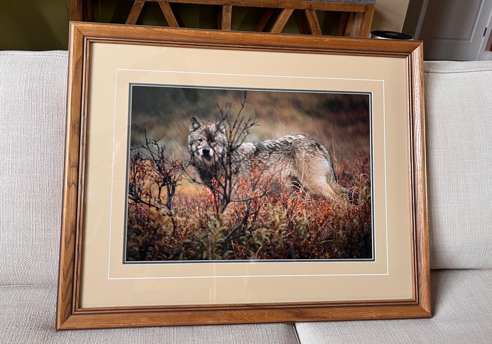 Thomas Mangelsen «LET IT BE WOLF» Print