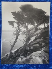 Leopold Hugo Signed Monterey Coast Cyprus Photograph