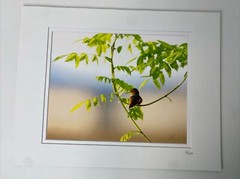 Photograph RUFOUS HUMMINGBIRD AT SUNRISE Double matted Limited Edition 7/250 COA