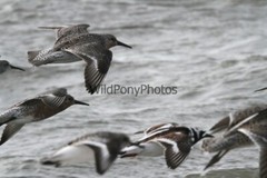 Red Knot Photo, Pick One Image – Various Sizes