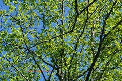 «Spring»