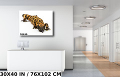 Reptilian Royalty: Gila Monster Wall Art Metal Acrylic Print Reptile Photography