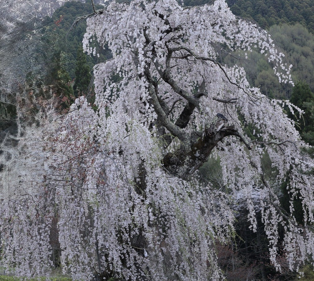 Japanese Cherry Blossom Tree Fine Art Photo Sakura Spring Landscape
