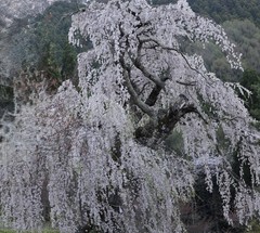 Japanese Cherry Blossom Tree Fine Art Photo Sakura Spring Landscape