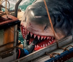 Jaws 70s Great White Shark Horror Movie Metal Sign Wall Art 14″ x 11″