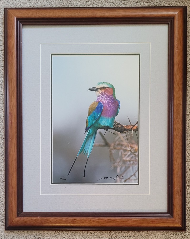 Thomas Mangelsen Jewel of the Serengeti signed numbered