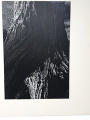 Vintage Matted Black & White Photography Nature 16” x 20” Pacific NW Photo Art