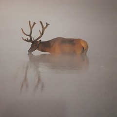 Thomas Mangelsen Images of Nature Photo Card Morning Light Bull Elk – 1986