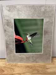 Hummingbird Landing 8×10 Photograph signed Connie Keesling 2004 14/250 Beautiful