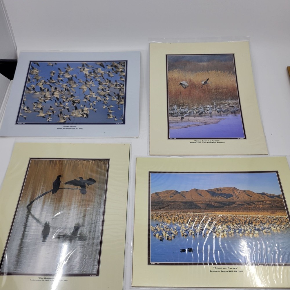 PHOTOGRAPHY Art Prints Lot 4 Vintage BIrds Birding Nature Photos – HW028