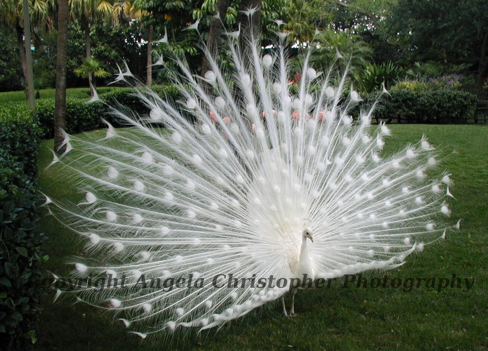 Original ACEO 2.5 x 3.5 inches photo art print WHITE PEACOCK bird feathers 