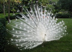 Original ACEO 2.5 x 3.5 inches photo art print WHITE PEACOCK bird feathers 