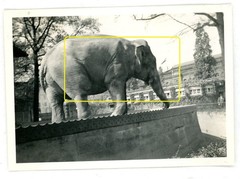 17 photos zoo zoological garden Berlin 1933 lions elephants leopards walrus