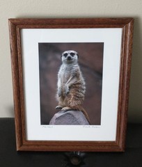 Joel Cohen «Meerkat» photograph, 2007, hard signed, framed, excellent condition