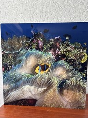 Craig Dietrich Underwater Photography SIGNED on 12” x 12” Aluminum Panel / Tile