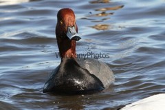 RedHead Duck Photo, Pick One Image – Various Sizes