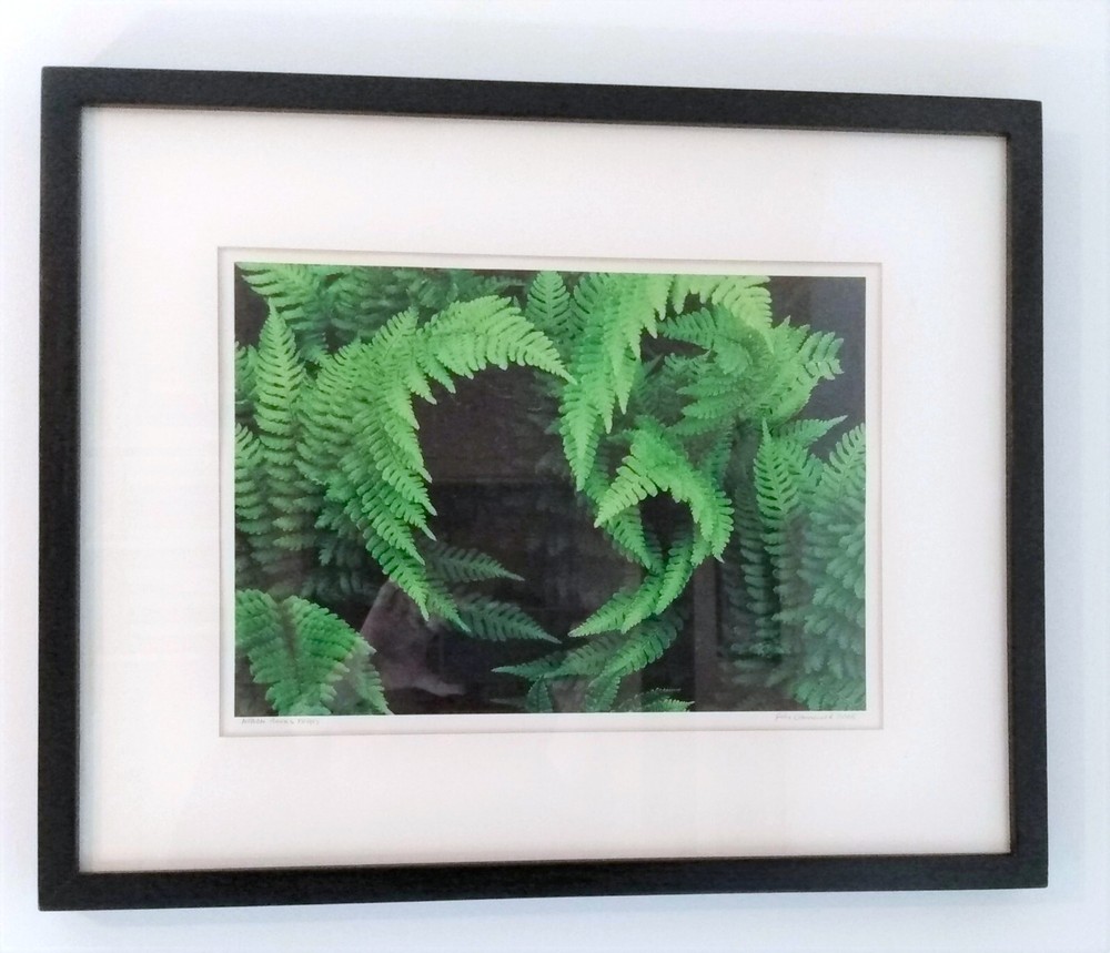 ORIGINAL ART PHOTOGRAPHY, ONE-OFF: ‘HERON ROCKS FERNS’, JOSH GRUNEWOLD 2005