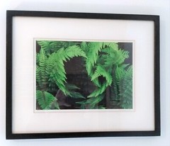 ORIGINAL ART PHOTOGRAPHY, ONE-OFF: ‘HERON ROCKS FERNS’, JOSH GRUNEWOLD 2005