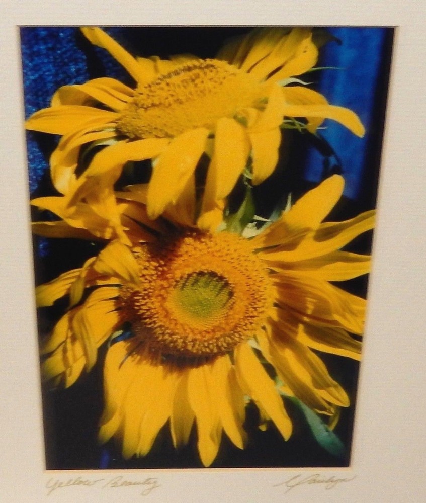 MARILYN ZAHM «YELLOW BEAUTY» SUN FLOWERS COLOR PHOTOGRAPH