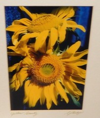 MARILYN ZAHM «YELLOW BEAUTY» SUN FLOWERS COLOR PHOTOGRAPH
