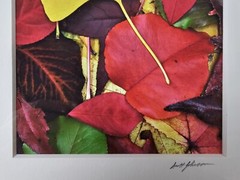 ART – VTG Original Signed Scott Johnson Photograph 10.5×8.5 Framed Gingko Leaves