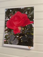 Garden Rose #4-landscape photograph 8.5×11