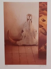 Vintage Signed Numbered Framed Photograph Cow Skull Southwest Desert 1979