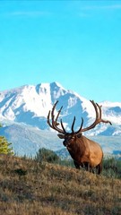 Elk Wildlife Mountain Landscape Color Photograph Portrait Orientation