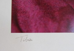 1980 Bruce «Futlet?» Tibia Shell Art Photograph Matted 18 x 14″