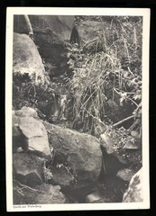 Photograph German South West Africa / Namibia, source at Waterberg