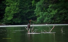 «I Pose for Everybody» Cormorant Wall Art