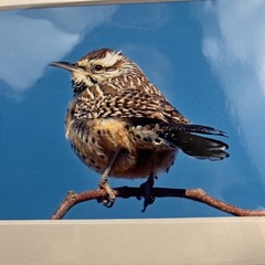 Cactus Wren Art Photography Matted 7×5 Inch Bird Wildlife Nature Brauer